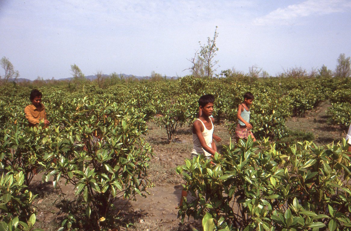 Bangladesh030