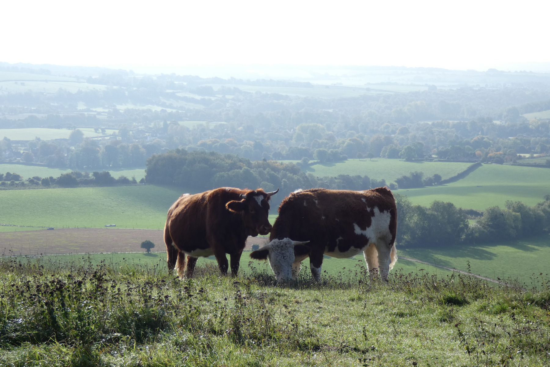 Conservation-grazing-Old-Winchester-Hill-2019