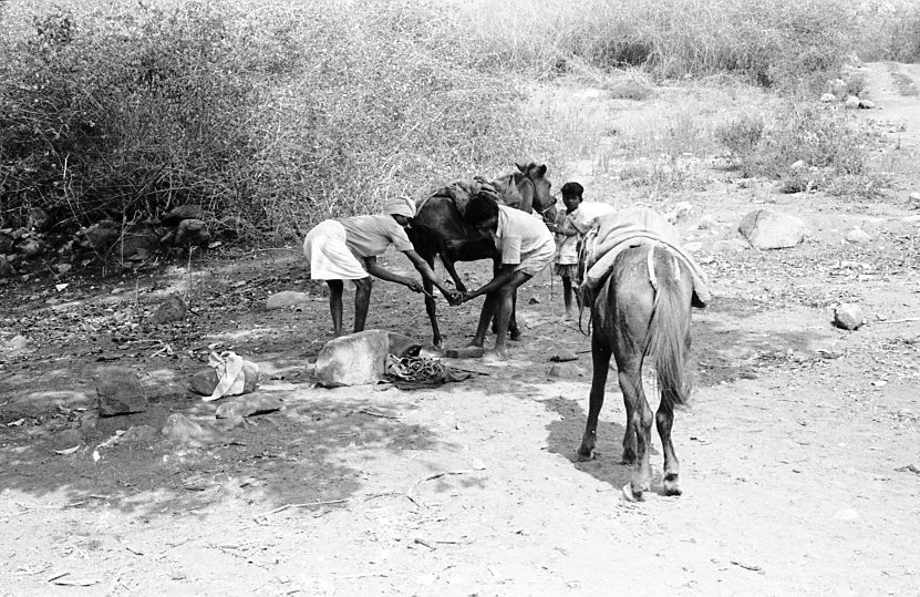 Sirumalai-80-236