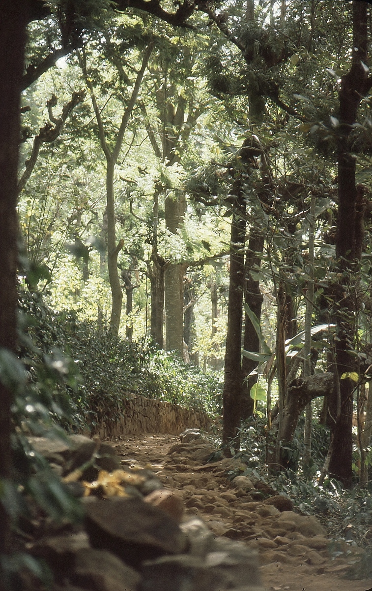 Coffee-estate