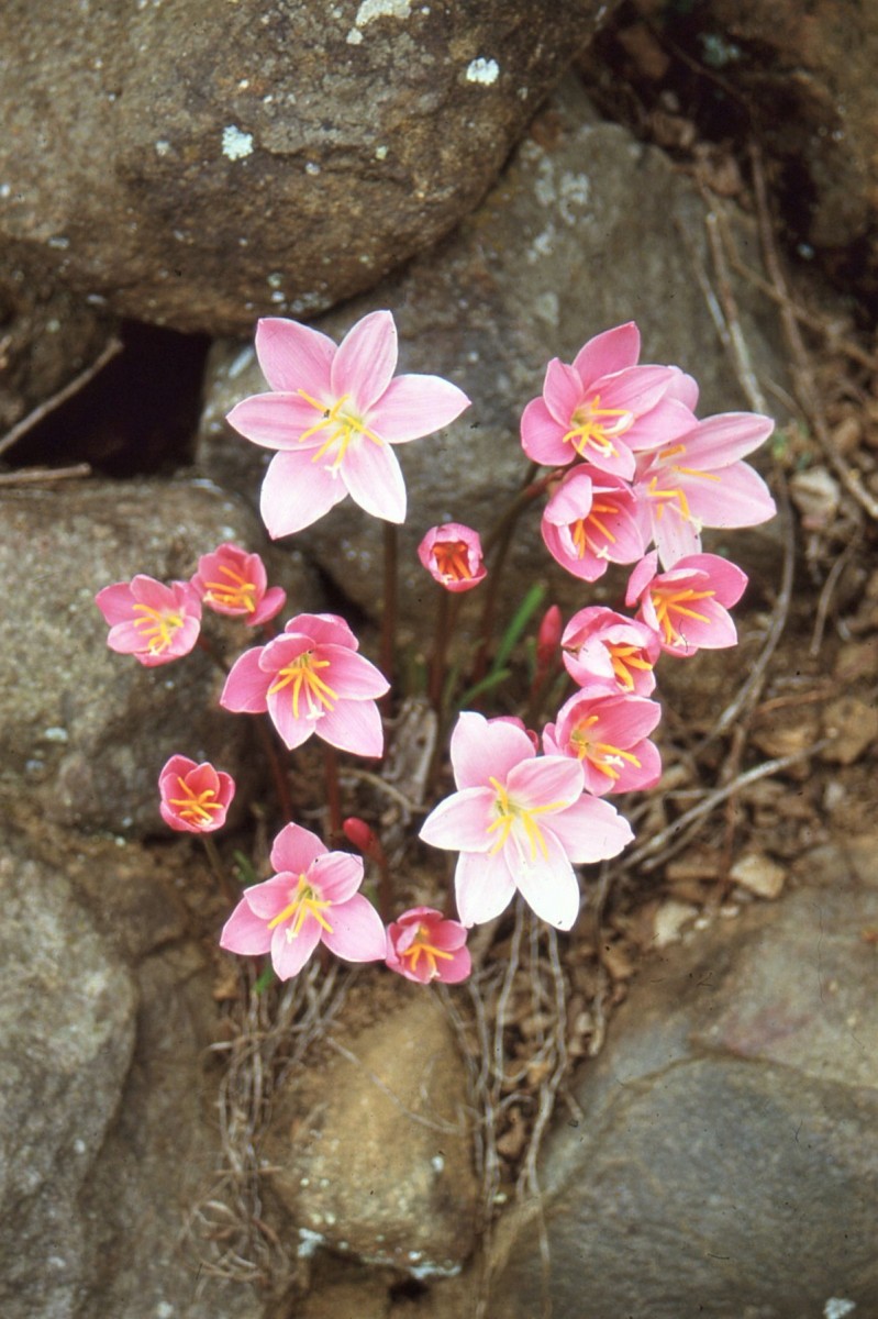 Sirumalai 1980 Colour Photos