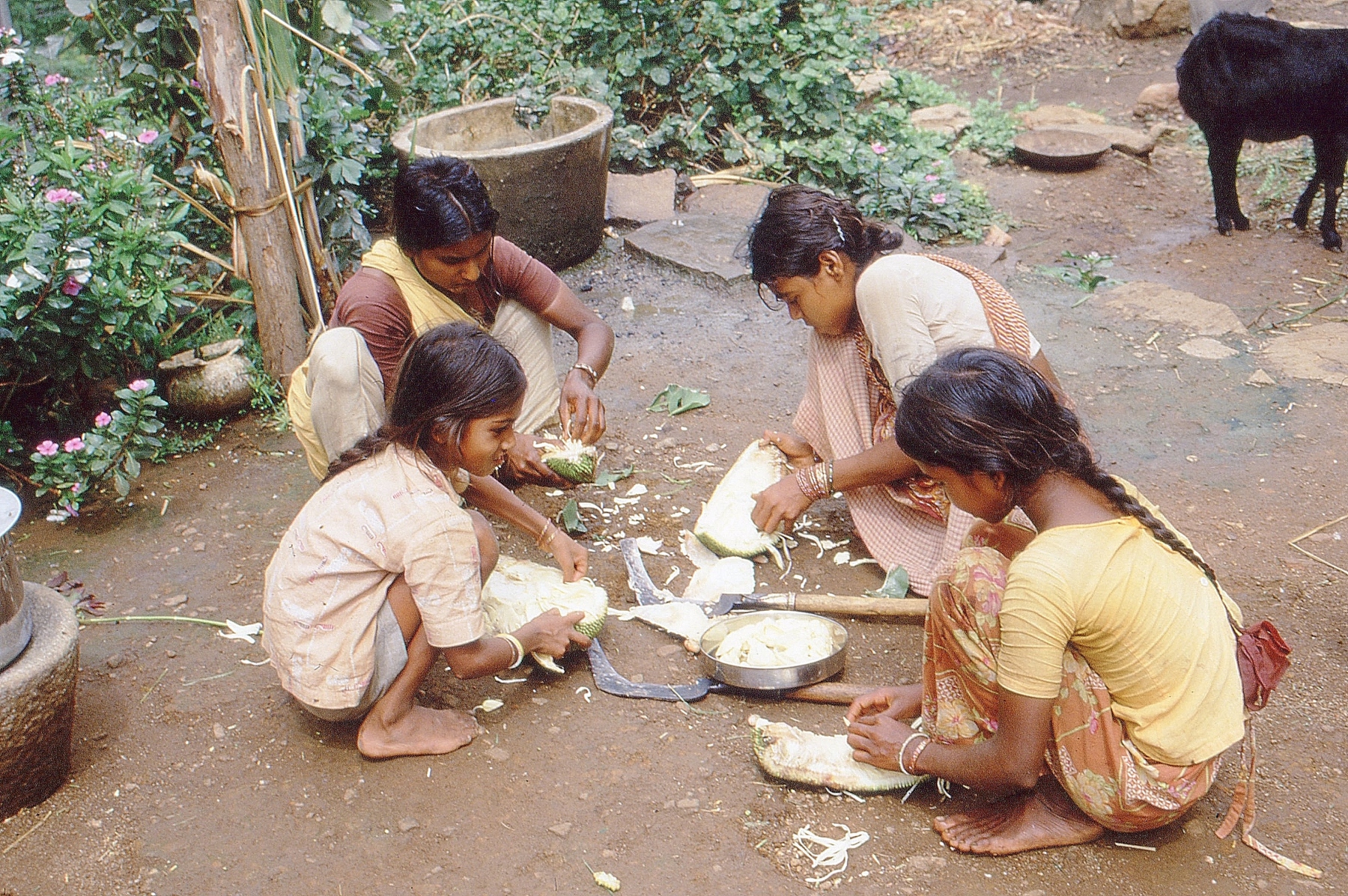 Cutting-Jack-fruit