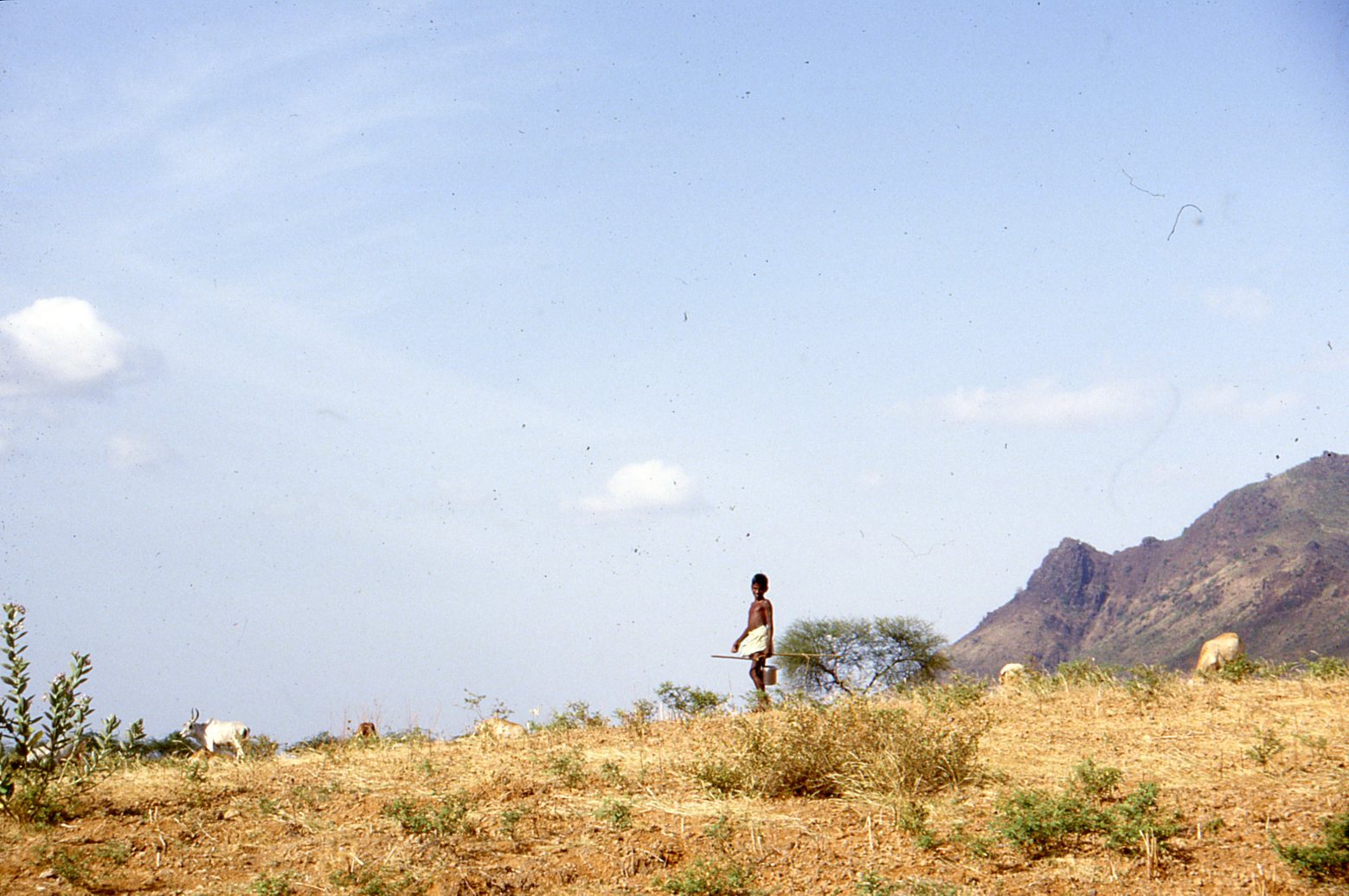 Goatherd-on-plain-2