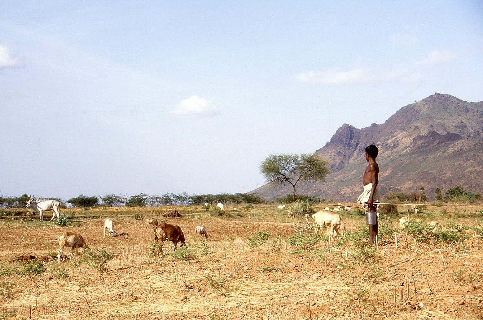 Goatherd-on-plain