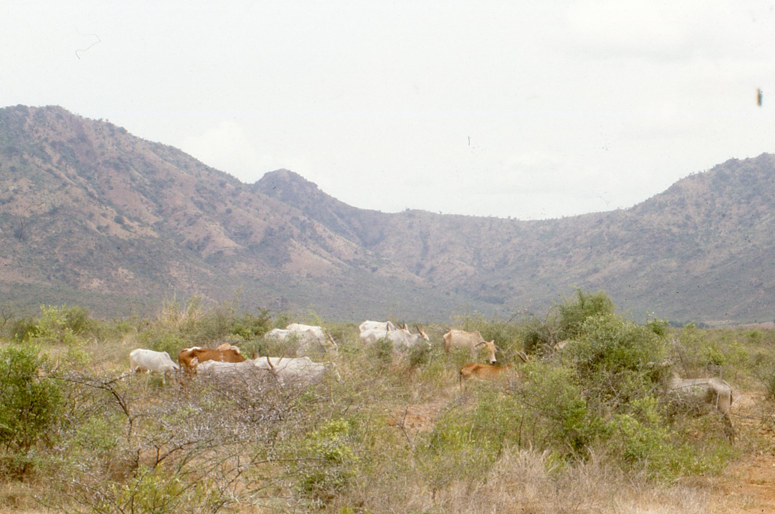 Goats-on-plain