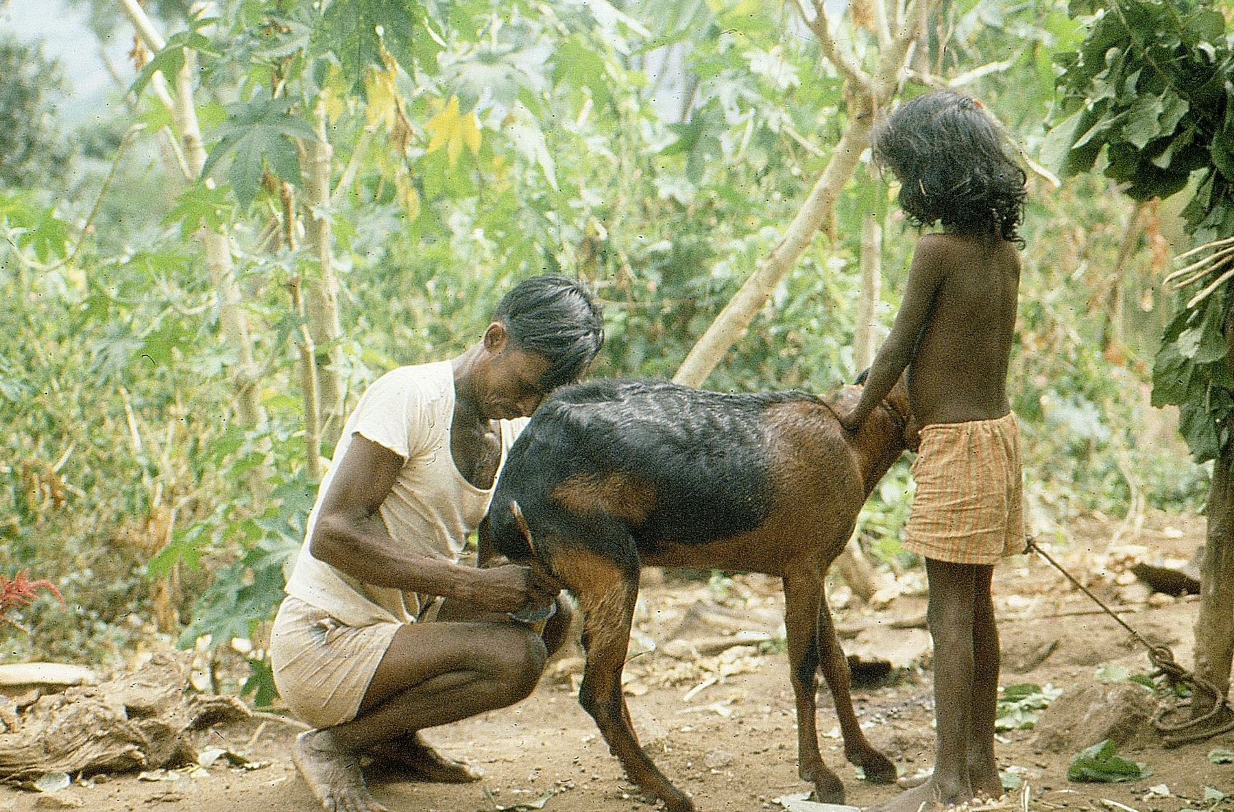 Milking-goat