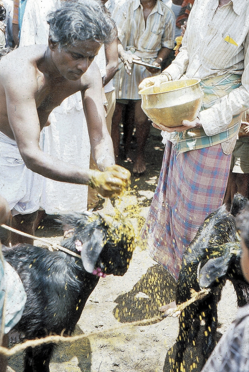 Palayankadu-festival-2