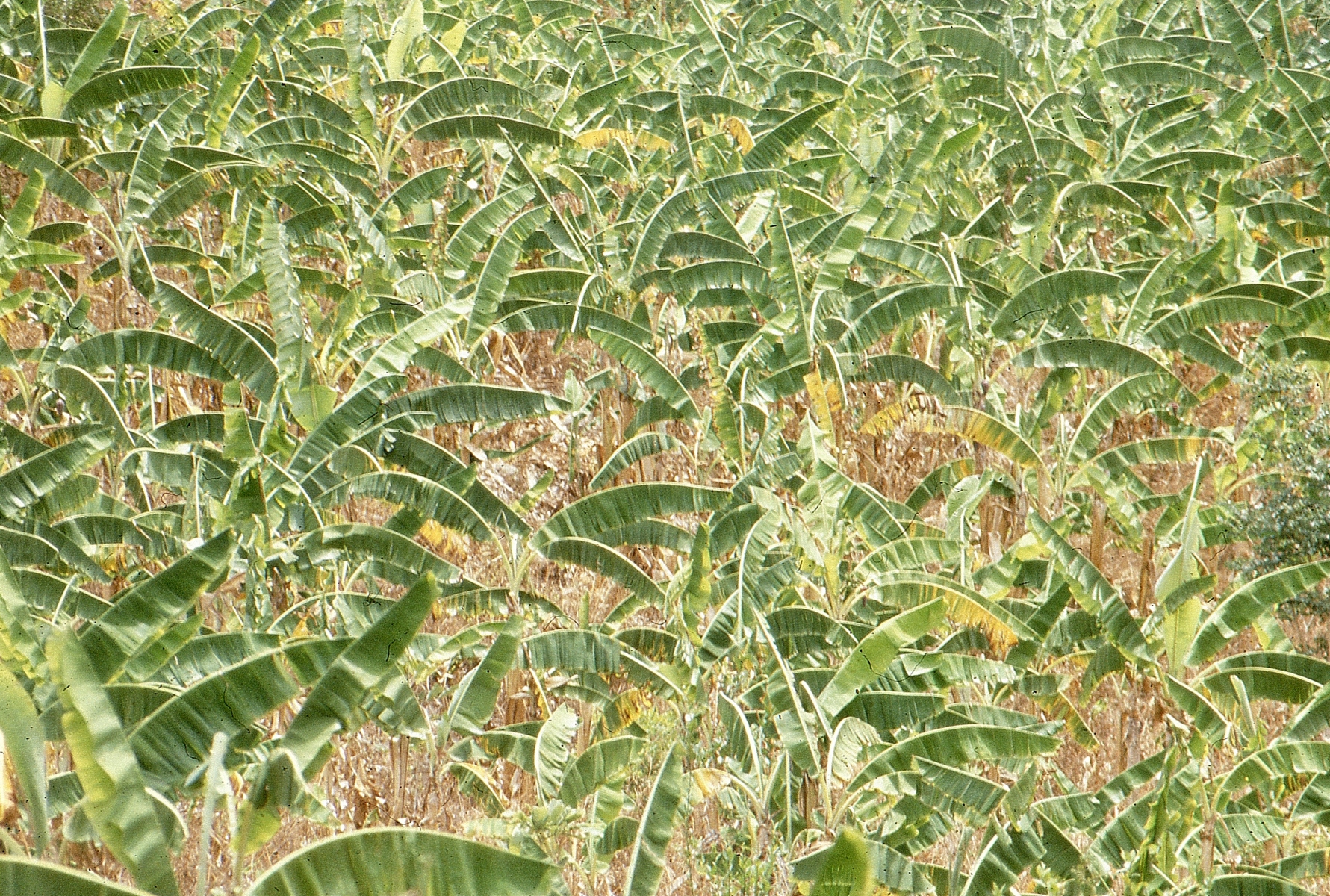 Sirumalai001