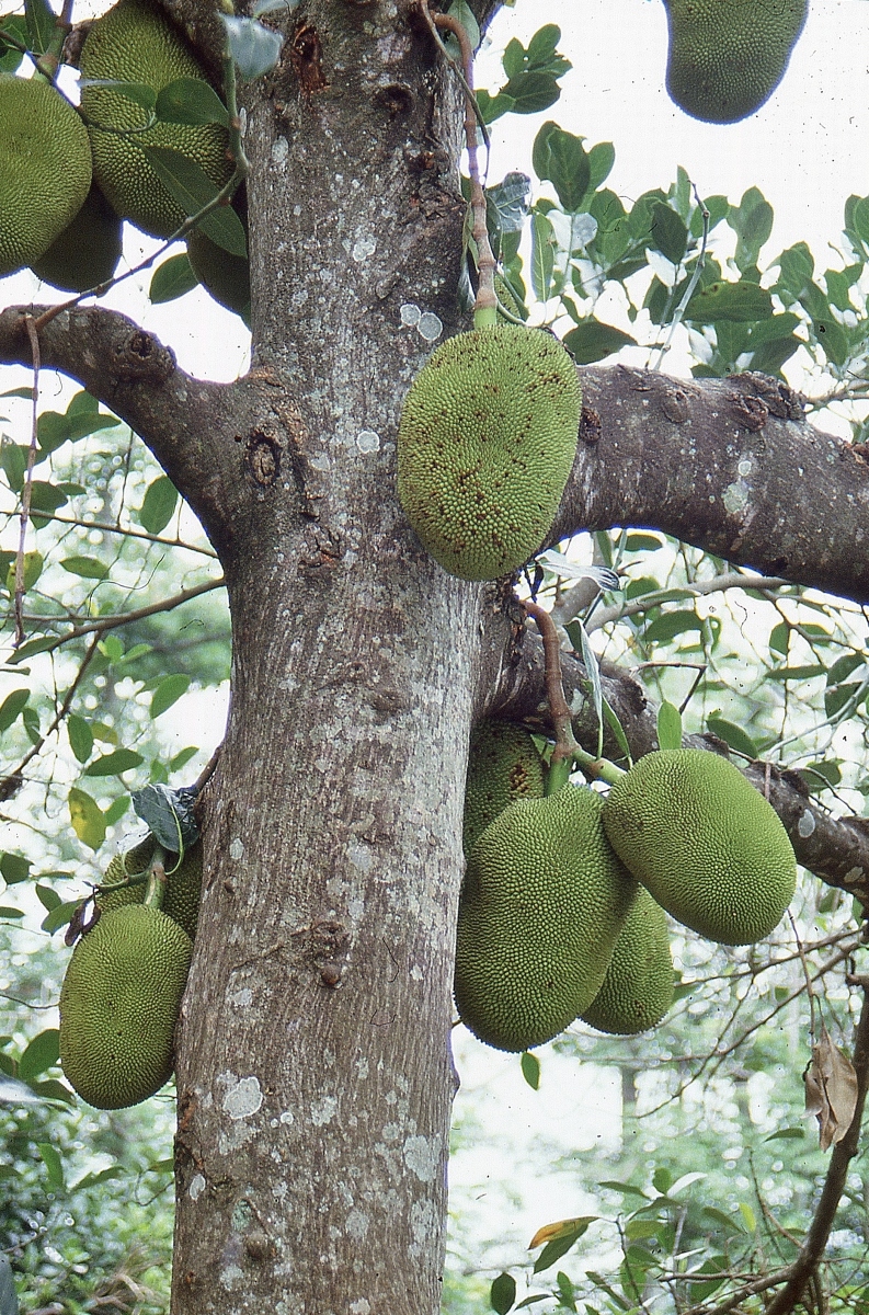 Sirumalai003