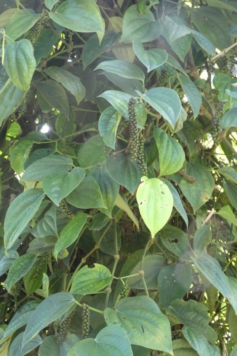 P1000123