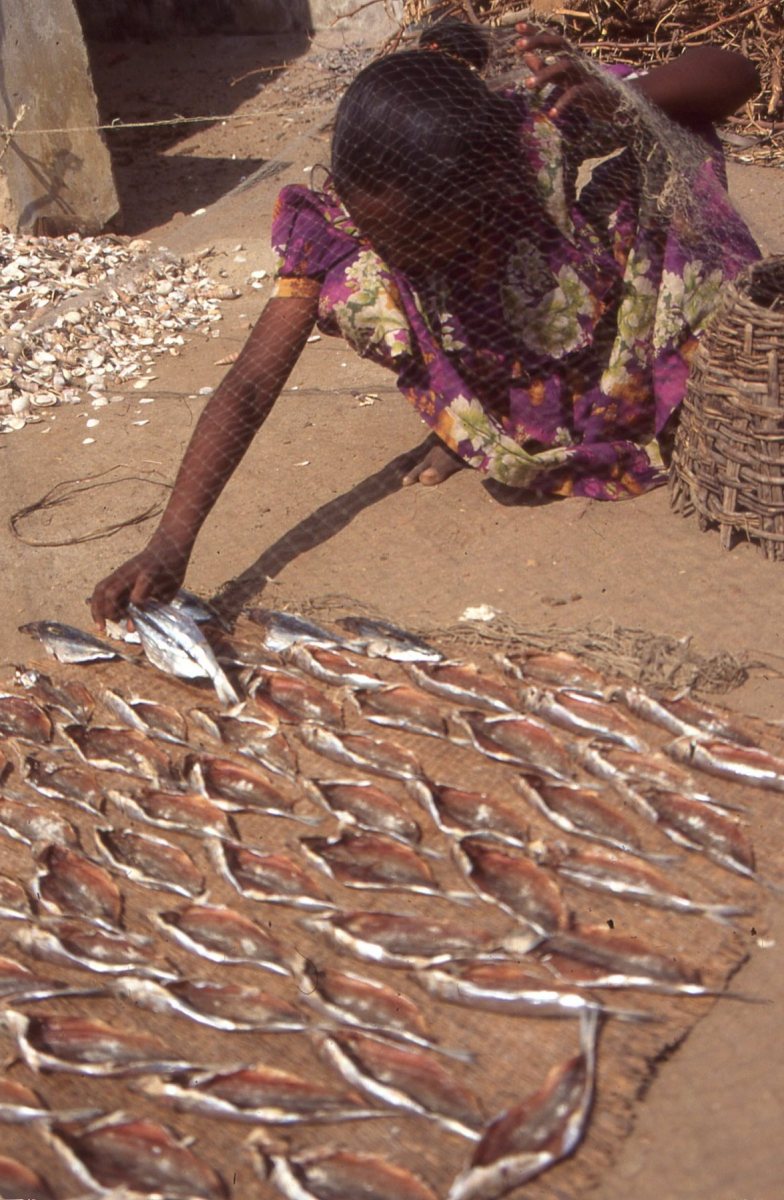 Fish drying